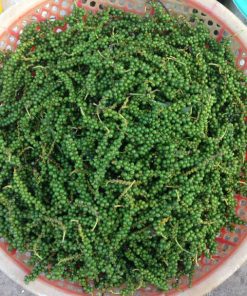 Hạt tiêu xanh chất lượng cao nhà trồng